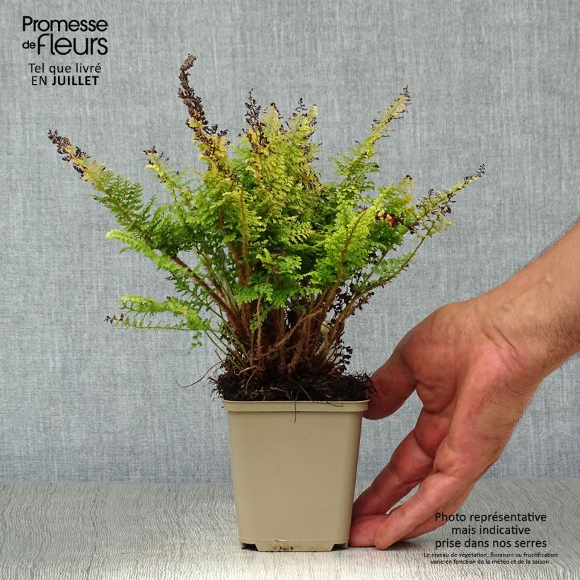Spécimen de Polystichum setiferum Plumosum Densum - Fougère Godet de 8/9 cm tel que livré en été