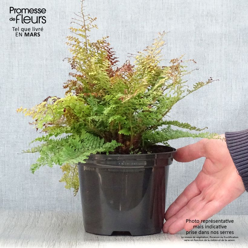 Spécimen de Polystichum setiferum Plumosum Densum - Fougère Pot de 2L tel que livré au printemps