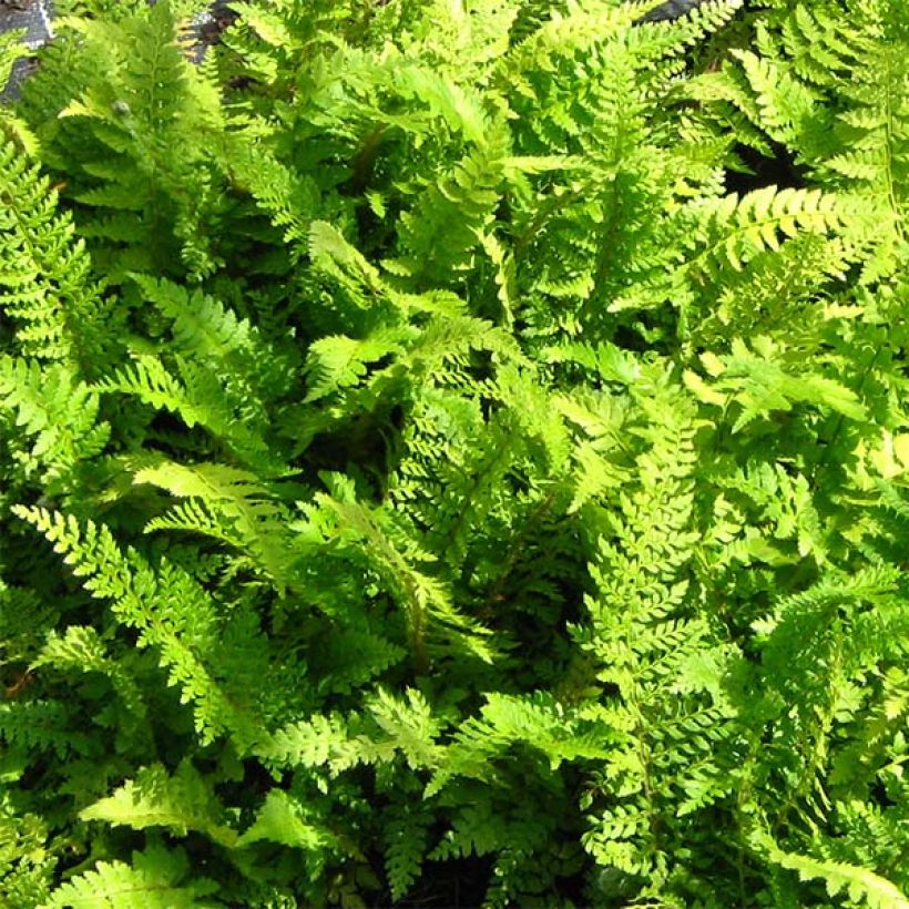 Polystichum setiferum Proliferum - Fougère (Feuillage)