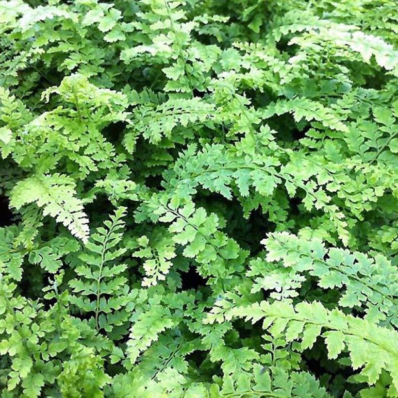 Aspidie à cils raides Proliferum Wollastonii - Polystichum setiferum  (Feuillage)