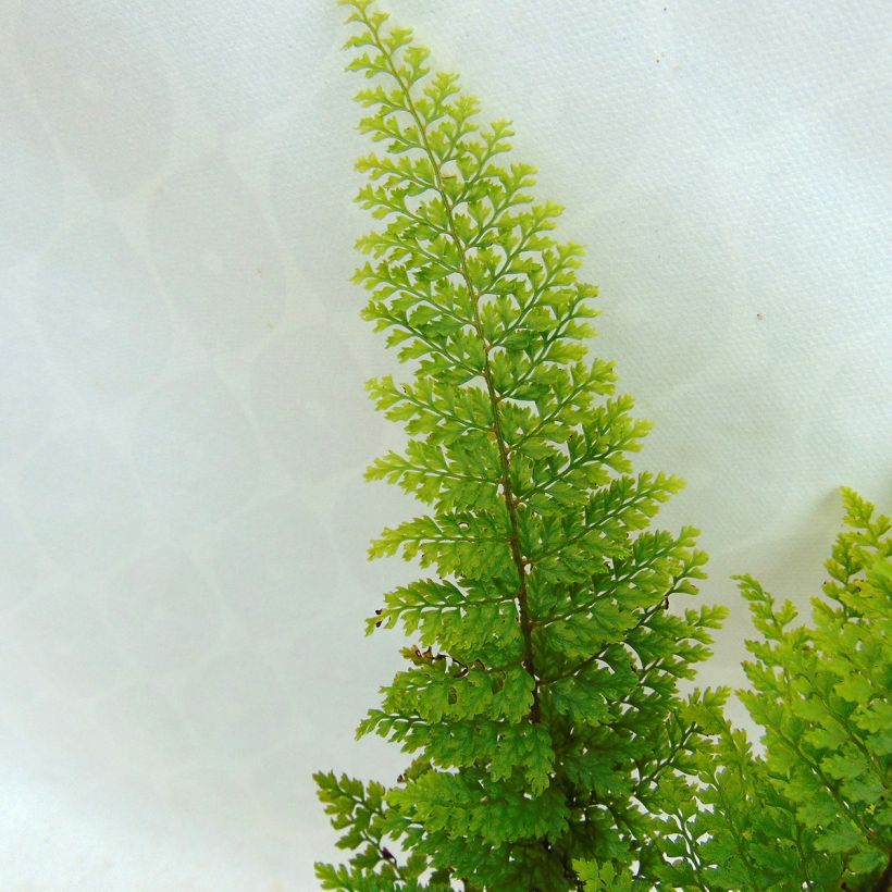 Polystichum setiferum Plumosum Densum - Fougère (Feuillage)