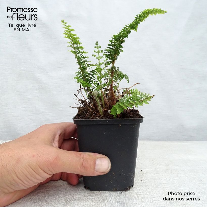 Spécimen de Polystichum tsus-simense - Aspidie, fougère tel que livré au printemps