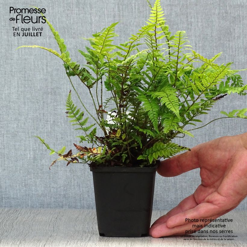Spécimen de Polystichum tsus-simense - Aspidie, fougère Godet de 8/9 cm tel que livré en été