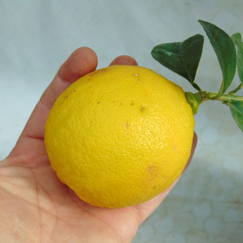 Pomelo Star Ruby - Citrus paradisi  (Récolte)