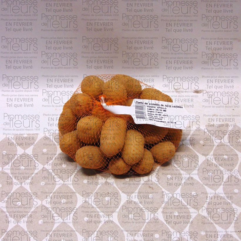 Exemple de spécimen de Pommes de terre Apollo - Solanum tuberosum tel que livré