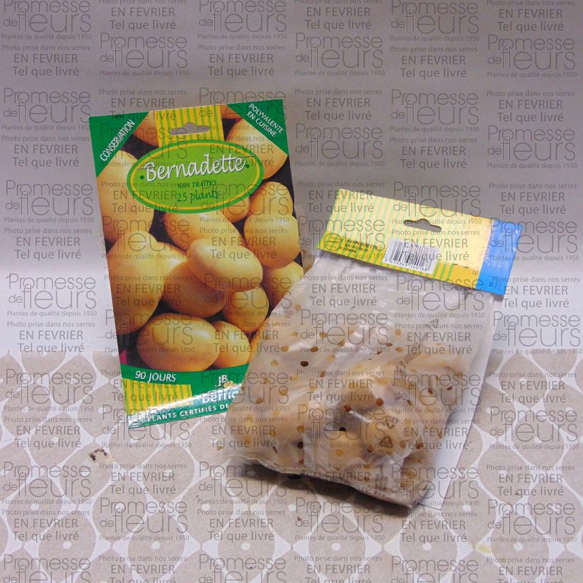 Exemple de spécimen de Pomme de terre Bernadette  Sac de 25 plants calibre 28/40 mm tel que livré