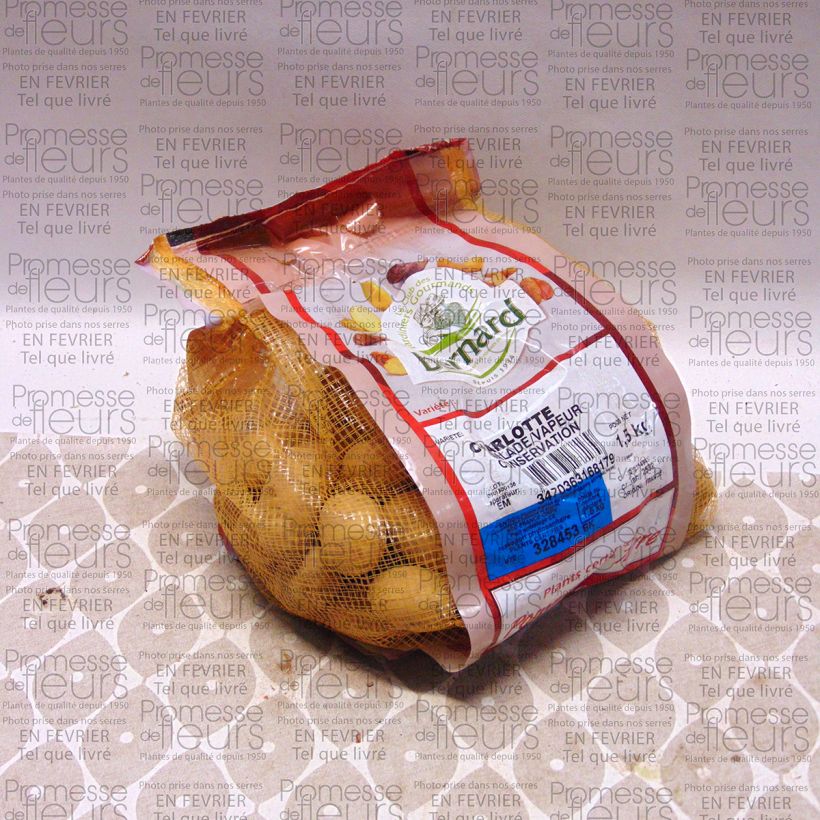 Exemple de spécimen de Pommes de terre Charlotte - Solanum tuberosum tel que livré