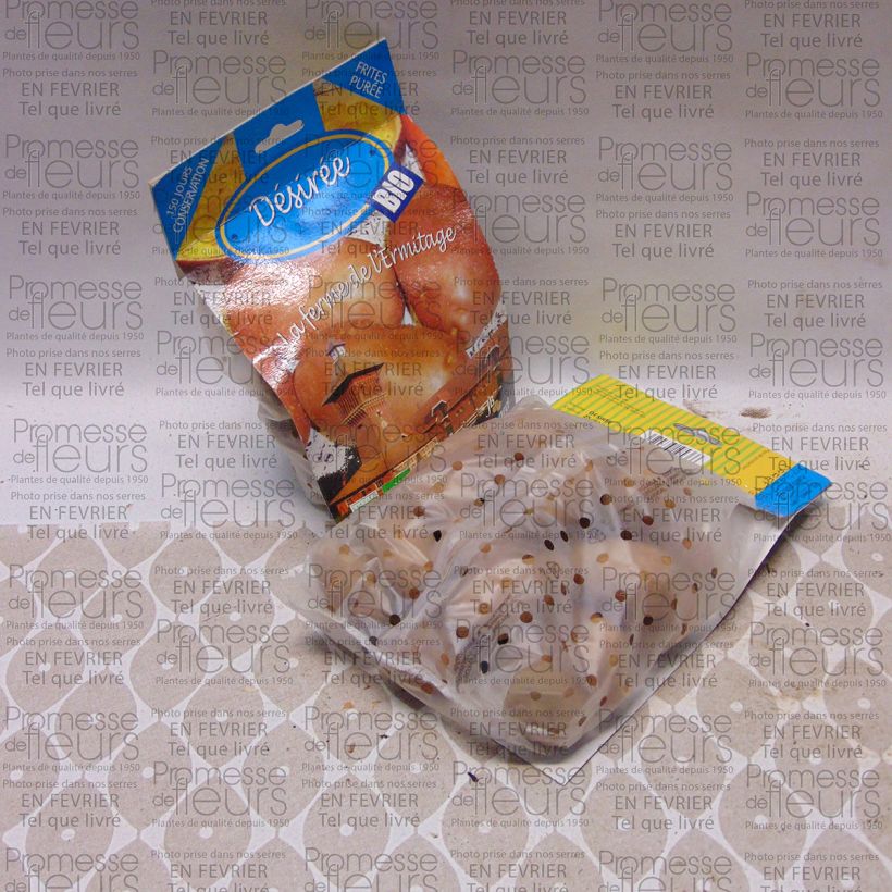 Exemple de spécimen de Pommes de terre Desiree Bio - Solanum tuberosum tel que livré