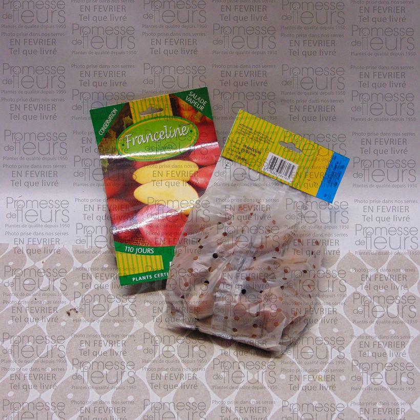 Exemple de spécimen de Pommes de terre Franceline - Solanum tuberosum tel que livré