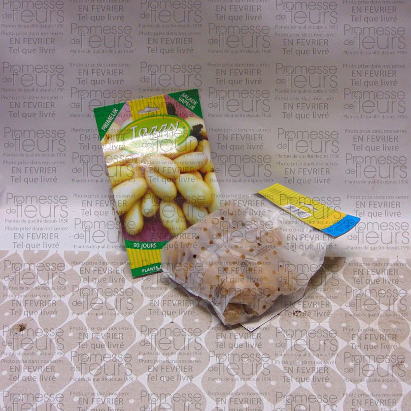Exemple de spécimen de Pommes de terre Jazzy Sac de 25 plants tel que livré