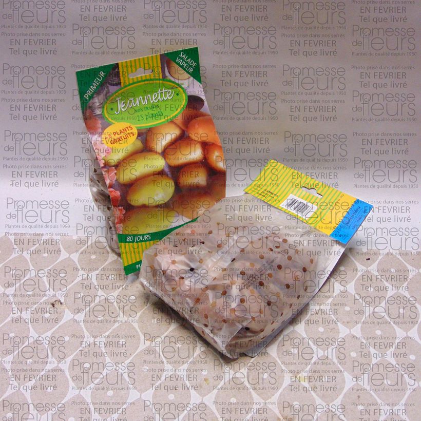 Exemple de spécimen de Pommes de terre Jeannette - Solanum tuberosum Sac de 25 plants calibre 25/35 mm tel que livré