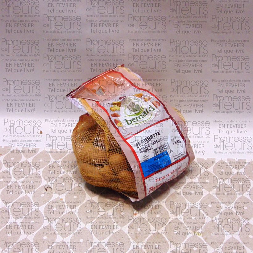 Exemple de spécimen de Pommes de terre Jeannette - Solanum tuberosum Pièce calibre 25/35 mm, Sac de 1,5Kg (env. 50 plants) tel que livré