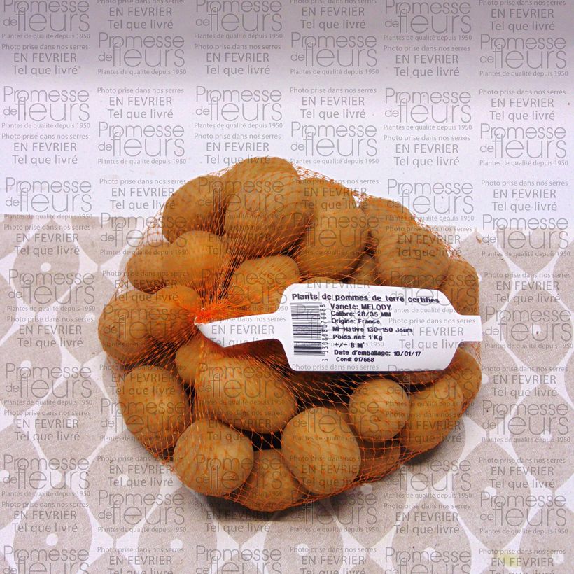 Exemple de spécimen de Pommes de terre Melody - Solanum tuberosum Pièce calibre 28/35 mm, Sac de 1,5Kg (env. 50 plants) tel que livré