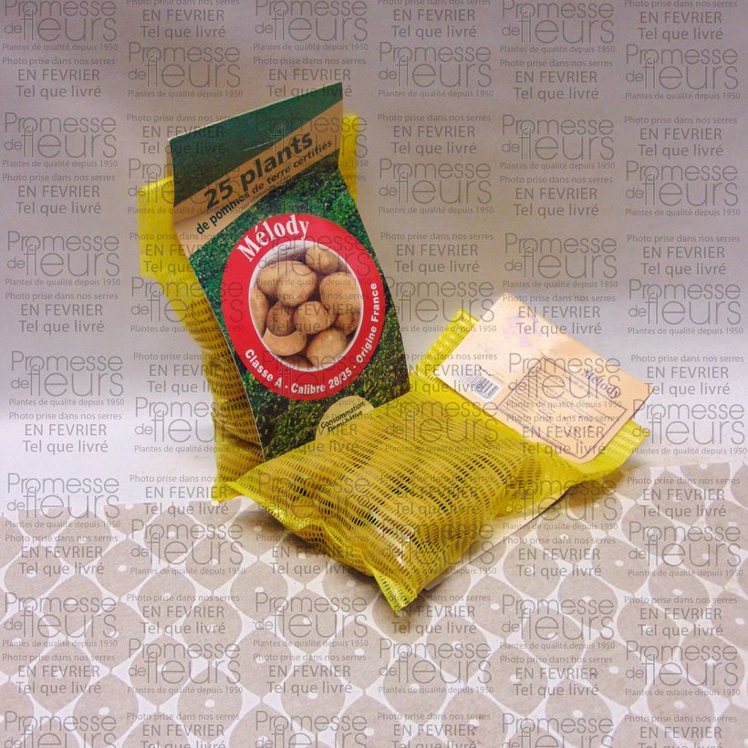 Exemple de spécimen de Pommes de terre Melody - Solanum tuberosum tel que livré