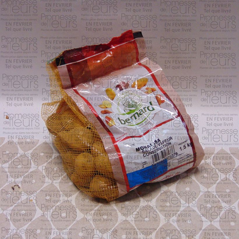 Exemple de spécimen de Pommes de terre Mona Lisa - Solanum tuberosum Pièce calibre 28/35 mm, Sac de 1,5Kg (env. 50 plants) tel que livré