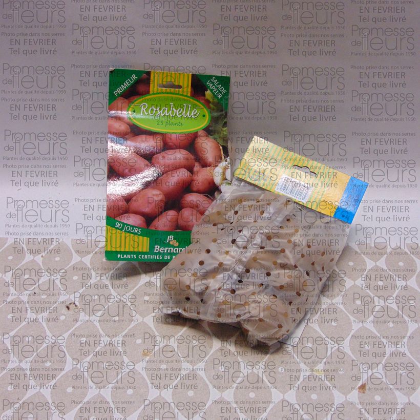 Exemple de spécimen de Pommes de terre Rosabelle - Solanum tuberosum Sac de 25 plants calibre 25/40 mm tel que livré
