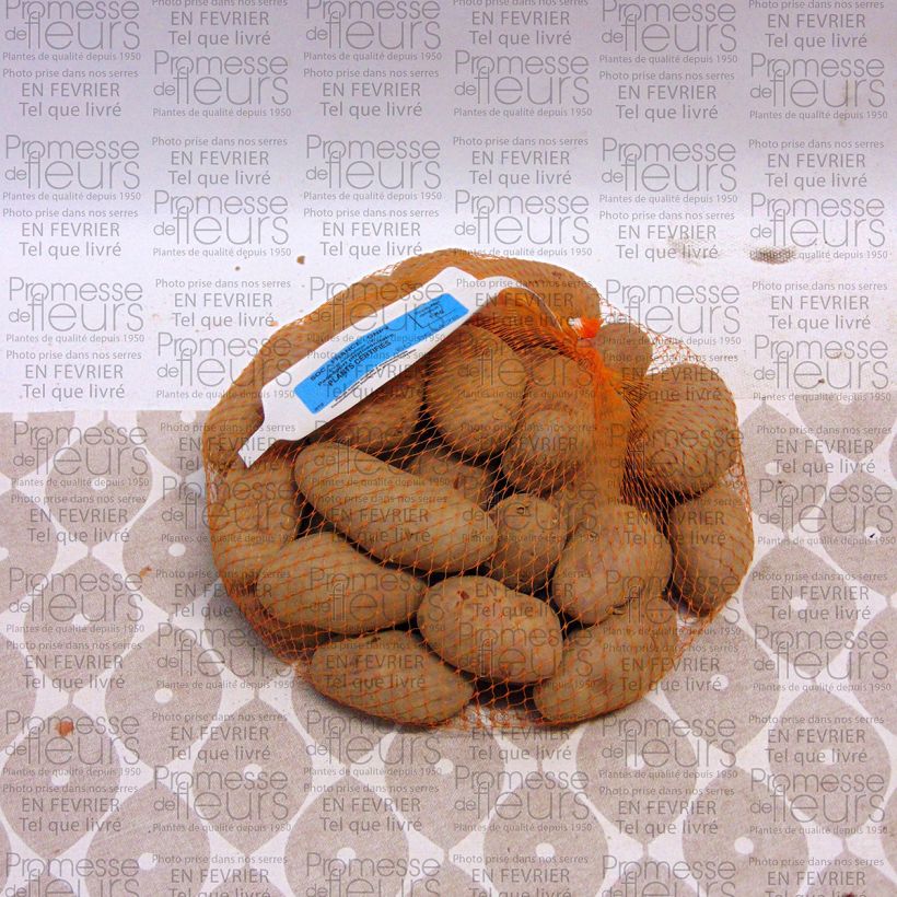 Exemple de spécimen de Pommes de terre Roseval rouge tel que livré