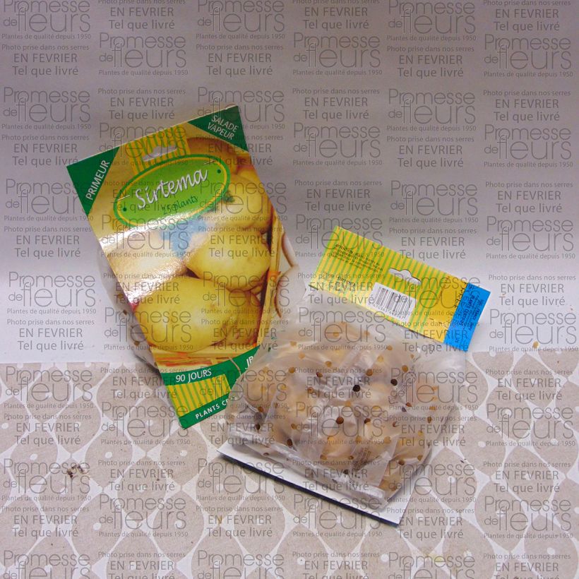Exemple de spécimen de Pommes de terre Sirtema - Solanum tuberosum tel que livré