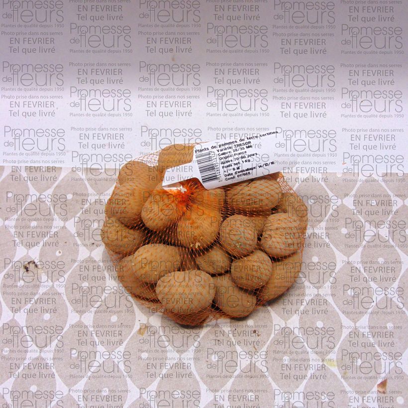 Exemple de spécimen de Pommes de terre Tresor - Solanum tuberosum Sac de 1,5Kg (env. 50 plants) tel que livré