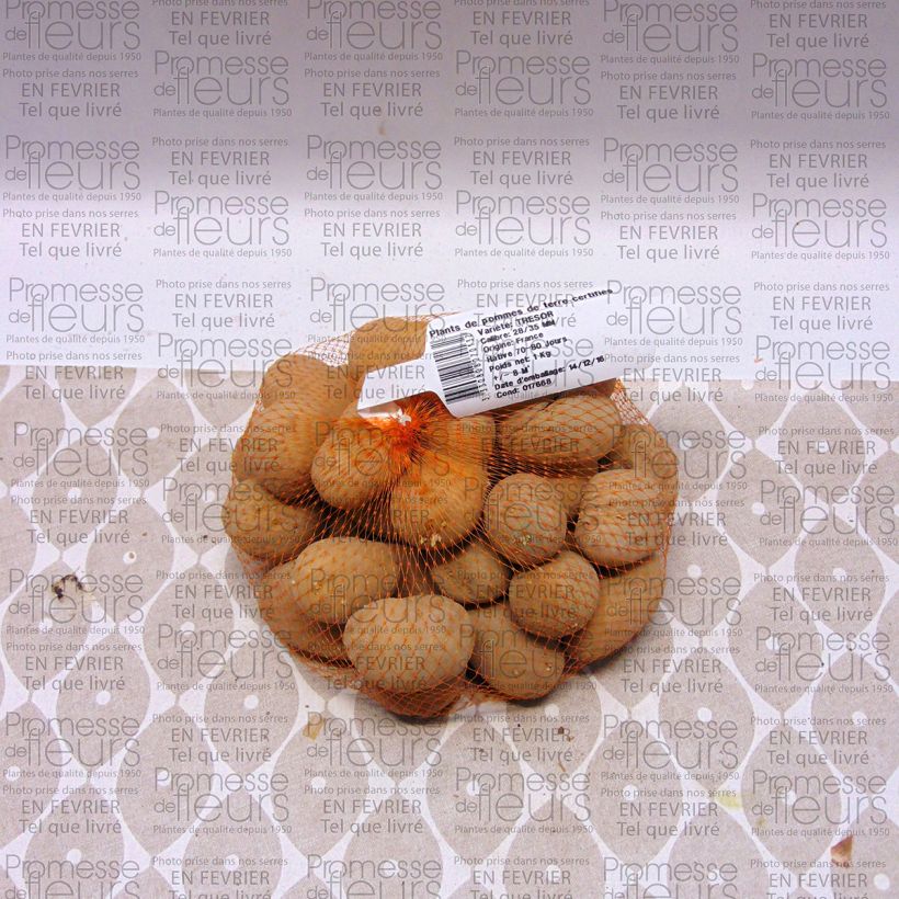 Exemple de spécimen de Pommes de terre Tresor - Solanum tuberosum tel que livré