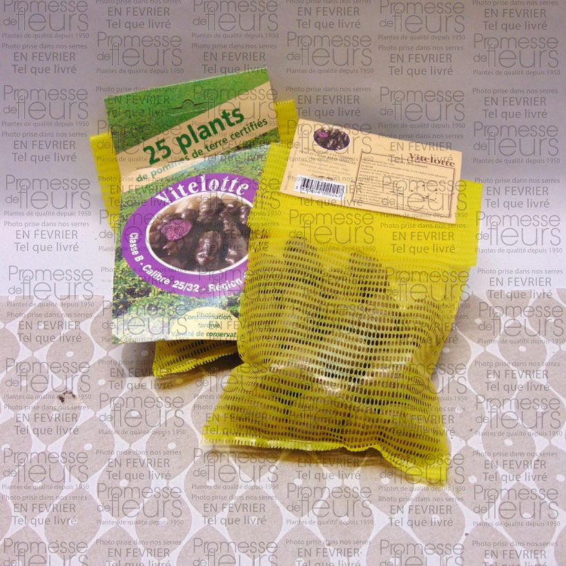 Exemple de spécimen de Pommes de terre Vitelotte - Solanum tuberosum tel que livré
