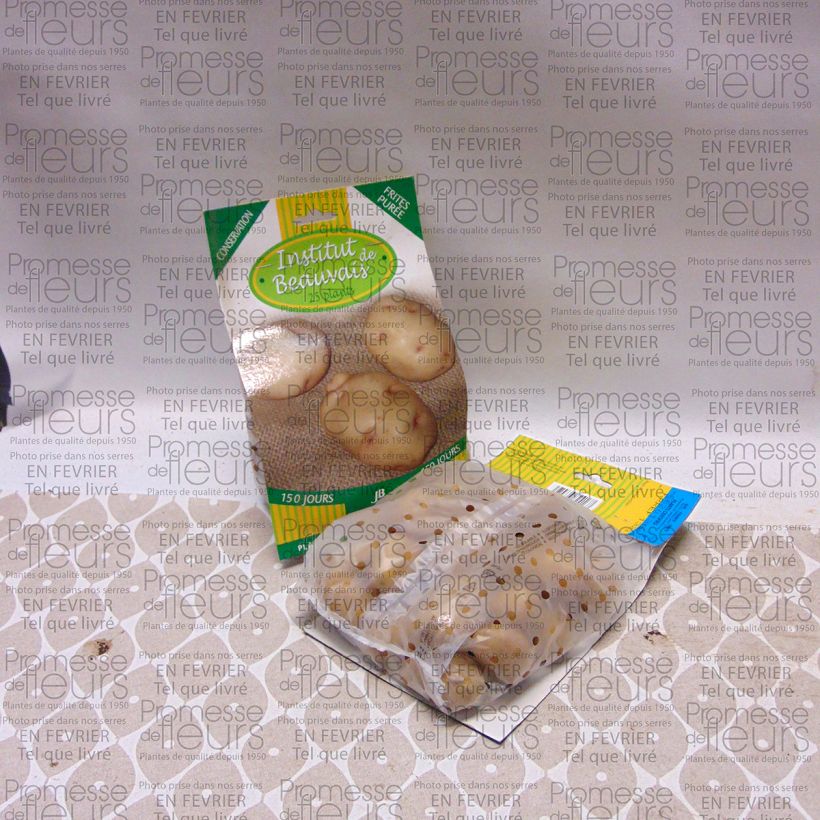 Exemple de spécimen de Pommes de terre Institut de Beauvais - Solanum tuberosum tel que livré