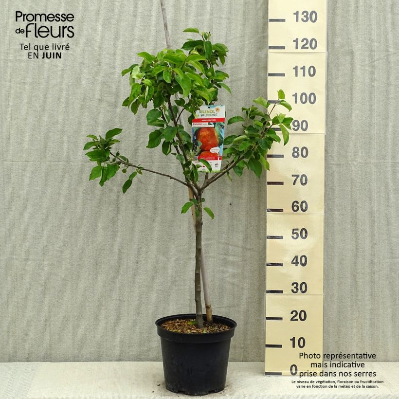 Spécimen de Pommier Antares Pot de 7,5L/10L tel que livré au printemps