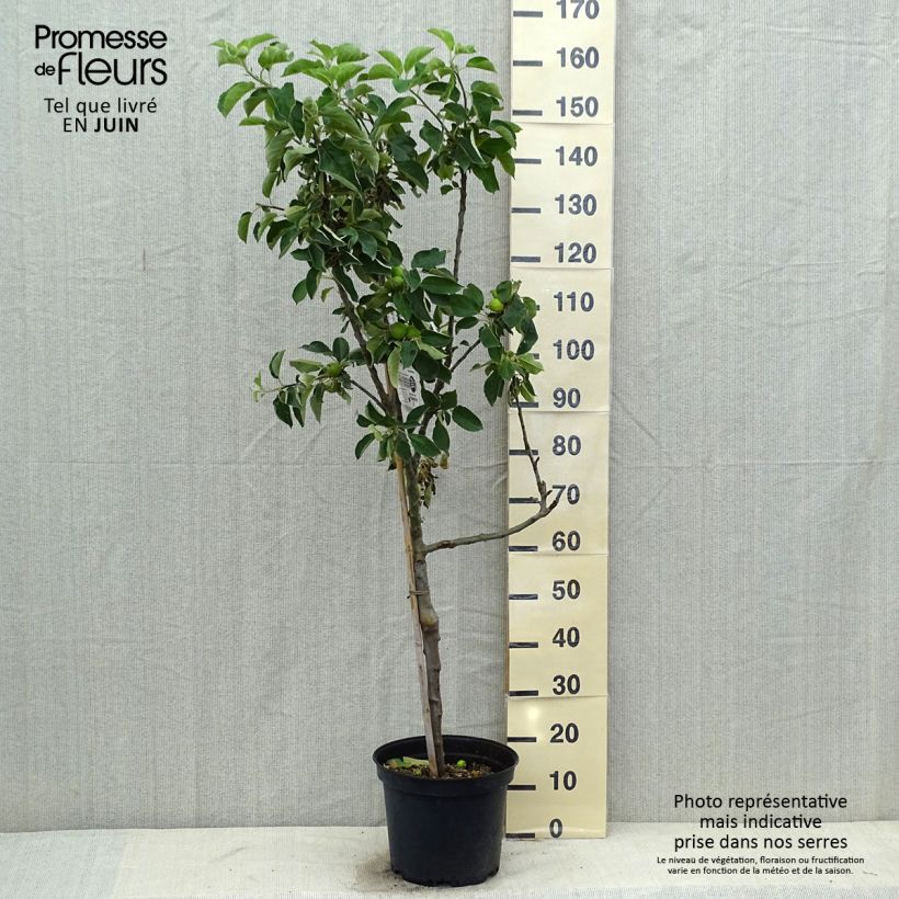 Spécimen de Pommier Api Etoilé Pot de 7,5L/10L, GobeletHauteur livrée env. 140/160cm tel que livré en été