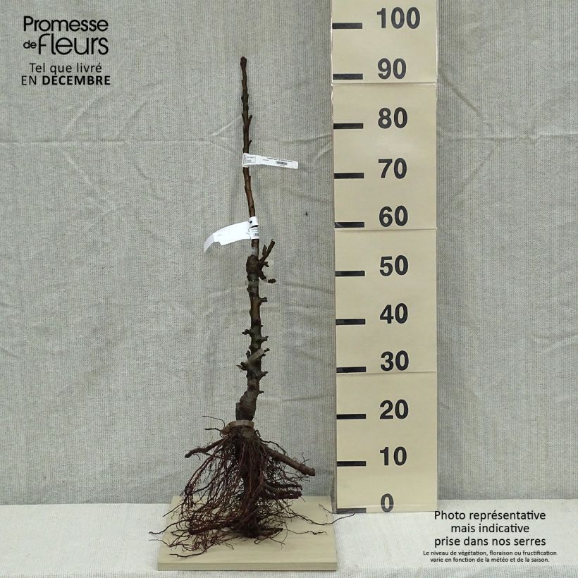 Spécimen de Pommier colonnaire Azay-Le-Rideau delwibo Grandes Racines nues, ColonnaireHauteur livrée env. 70/100cm tel que livré en hiver