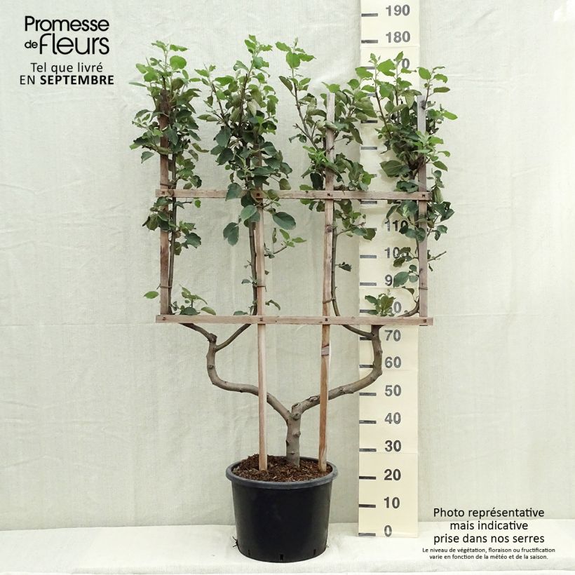 Spécimen de Pommier Belle de Boskoop Pot de 12L/15L, Palmette double U tel que livré en automne