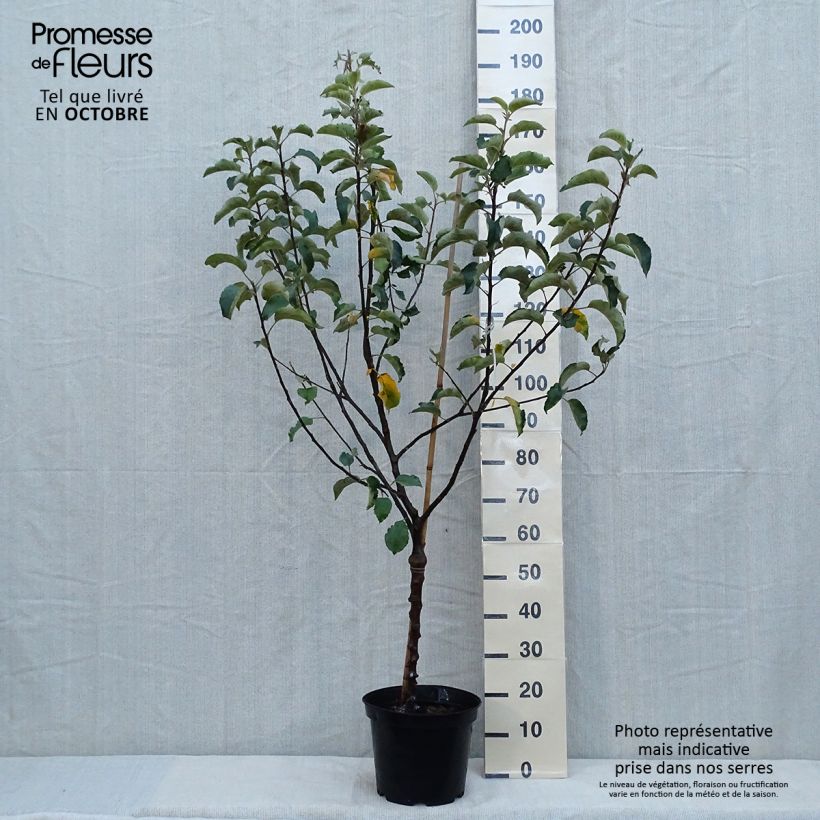 Spécimen de Pommier Calville Rouge d'Hiver Pot de 7,5L/10L tel que livré en automne