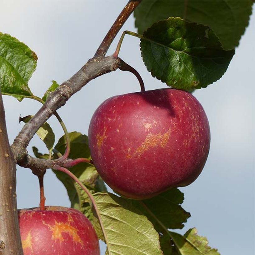 Pommier Choupette (Récolte)