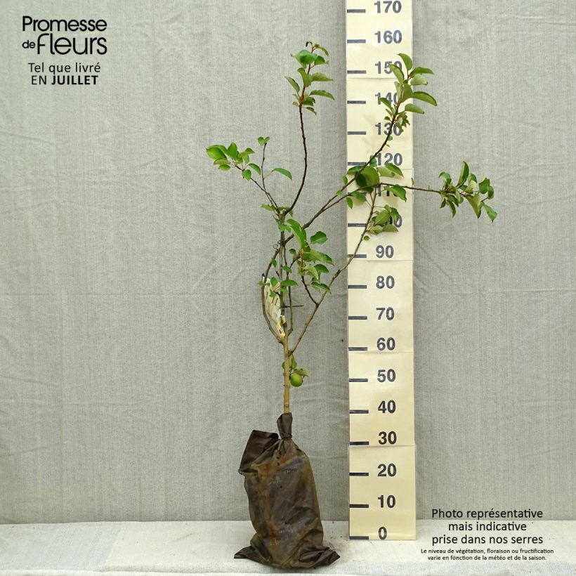 Spécimen de Pommier Court Pendu - Georges Delbard Motte "Prêt-à-planter", Gobelet tel que livré en été