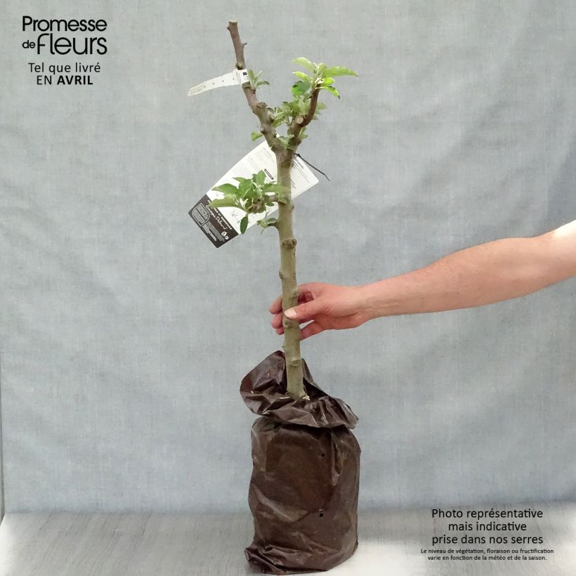 Spécimen de Pommier Court Pendu - Georges Delbard Motte Prêt-à-planter tel que livré au printemps