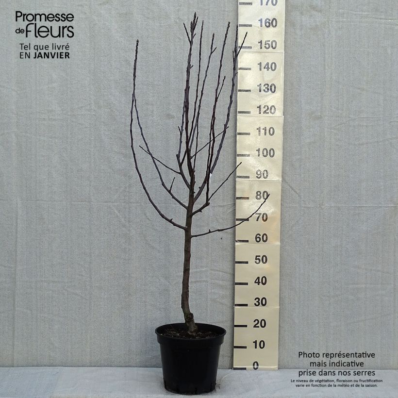 Spécimen de Pommier Cox's Orange Pippin Pot de 7,5L/10L, Gobelet tel que livré en hiver