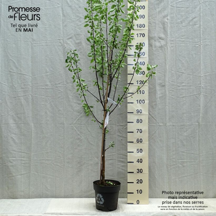 Spécimen de Pommier Cox's Orange Pippin Pot de 7,5L/10L, GobeletHauteur livrée env. 125/150cm tel que livré au printemps