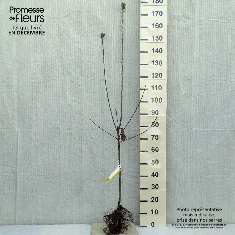 Spécimen de Pommier Cox's Orange Pippin Grandes Racines nues, GobeletHauteur livrée env. 140/160cm tel que livré en hiver