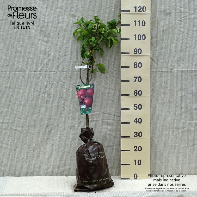 Spécimen de Pommier Cybèle - Georges Delbard Motte Prêt-à-planter tel que livré au printemps
