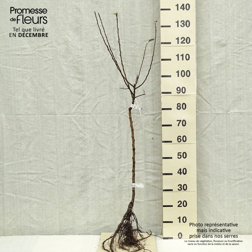 Spécimen de Pommier Delbard Celeste - Georges Delbard Grandes Racines nues, GobeletHauteur livrée env. 140/160cm tel que livré en hiver