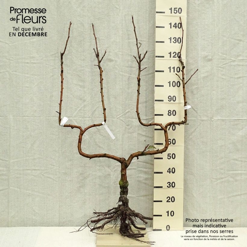 Spécimen de Pommier Delbard Celeste - Georges Delbard Grandes Racines nues, Palmette double UHauteur livrée env. 110/120cm tel que livré en hiver