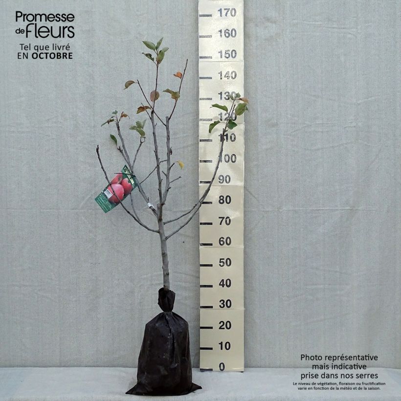 Spécimen de Pommier Delbard Jubilé - Georges Delbard tel que livré en automne