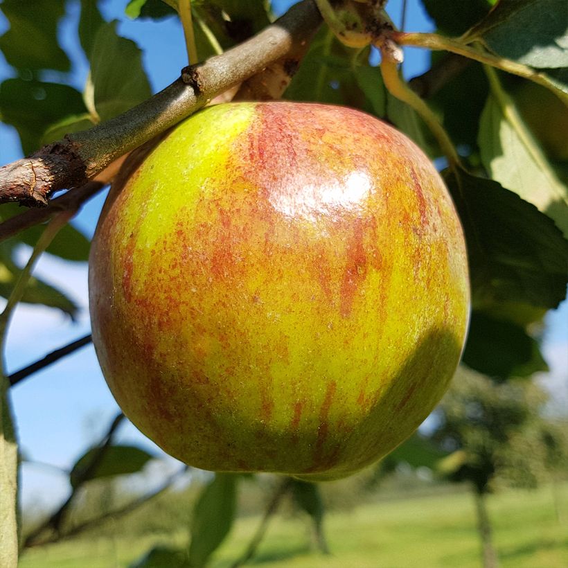 Pommier Double Belle Fleur (Récolte)