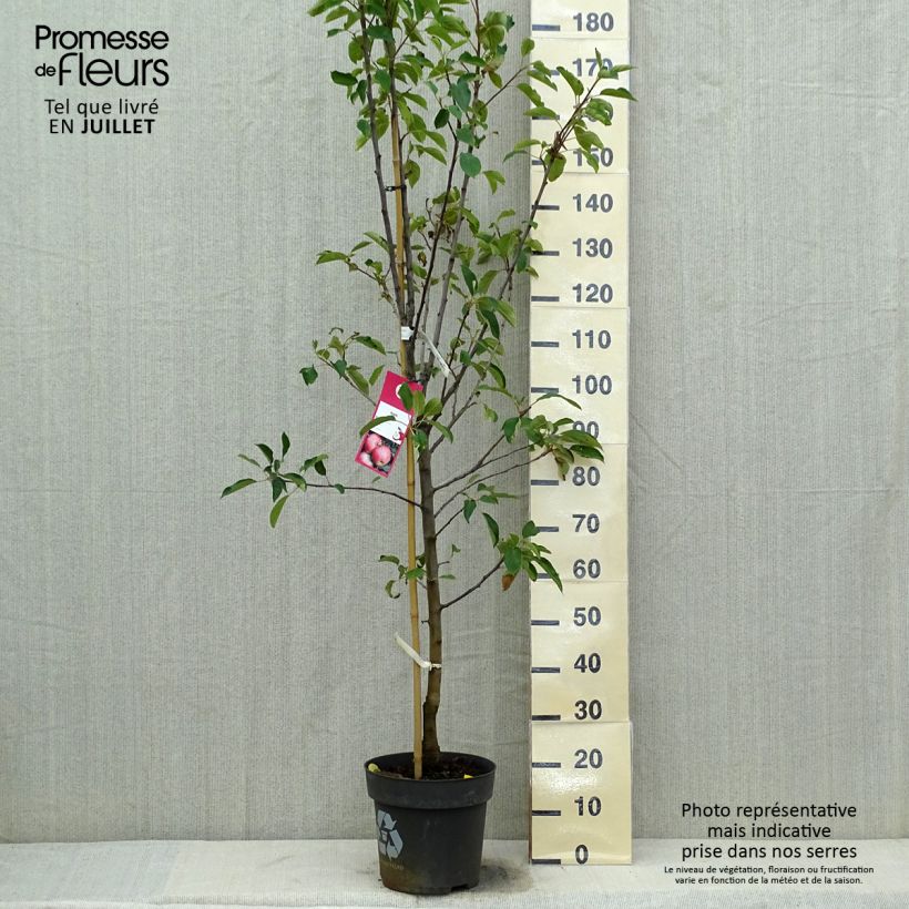 Spécimen de Pommier Elstar Pot de 7,5L/10L, Gobelet tel que livré en été