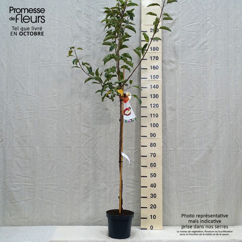 Spécimen de Pommier Gala Pot de 7,5L/10L, Demi-Tige tel que livré en automne
