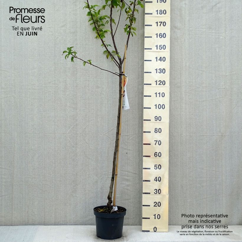Spécimen de Pommier Gala Demi-tige en pot de 7,5l/10l tel que livré au printemps