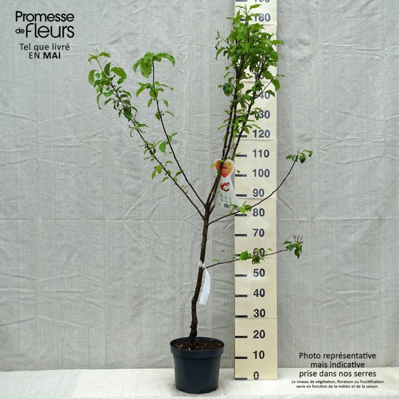 Spécimen de Pommier Gala  en pot de 7.5l/10l gobelet tel que livré au printemps