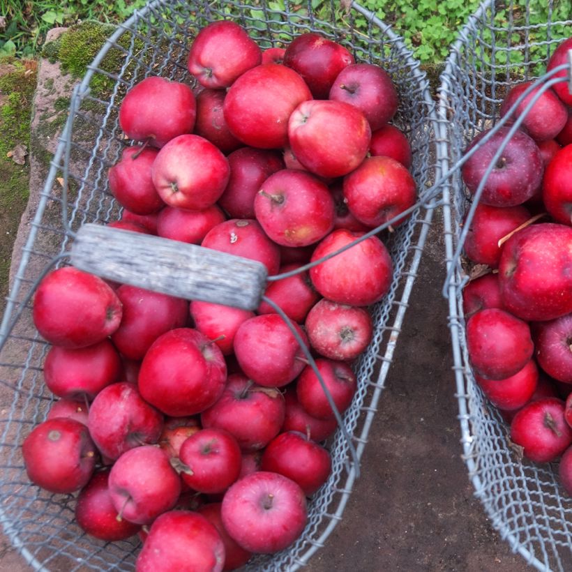 Pommier Gloster (Récolte)