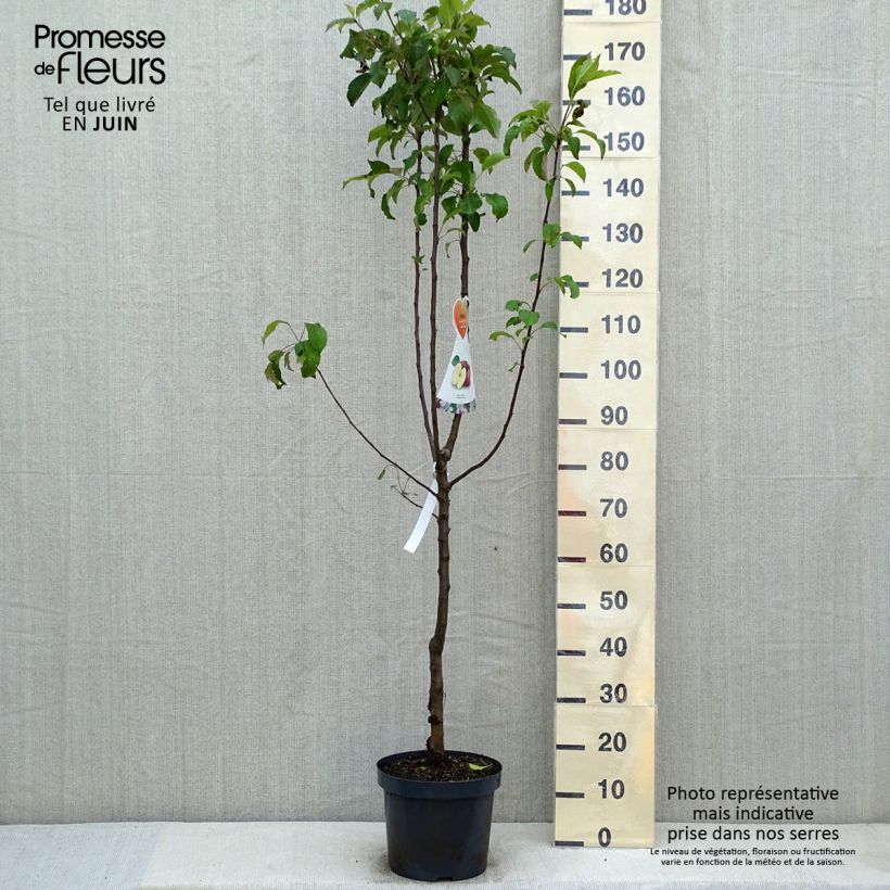 Spécimen de Pommier Gloster en pot de 7.5l/10l gobelet tel que livré au printemps