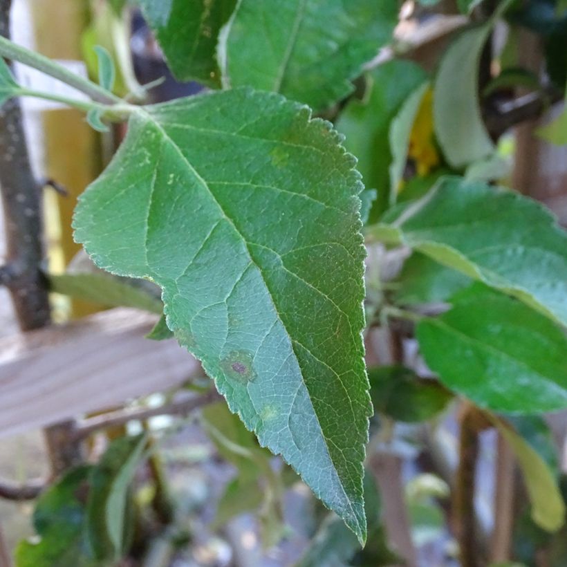 Pommier Golden Delicious (Feuillage)