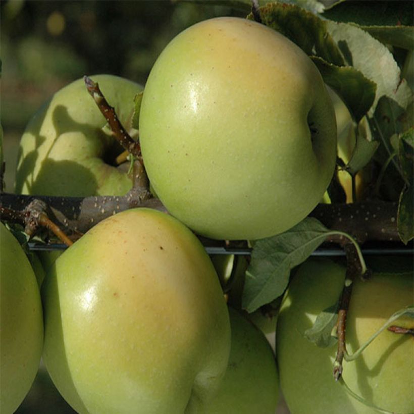 Pommier Golden Delicious (Récolte)